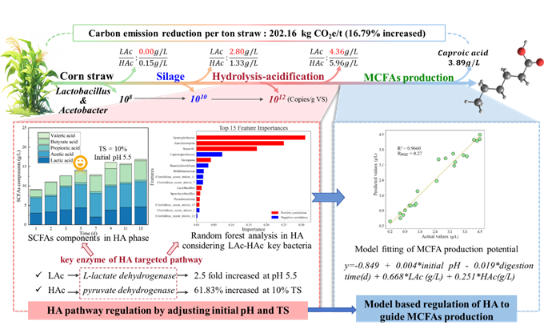 秸秆高值转化中链酸微生物机制获揭示 秸秆高值转化中链酸微生物机制获揭示
