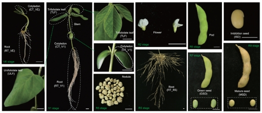 首个大豆全景定量蛋白质组图谱发布