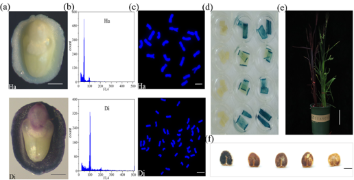 小麦快速纯合遗传转化体系成功建立 小麦快速纯合遗传转化体系成功建立